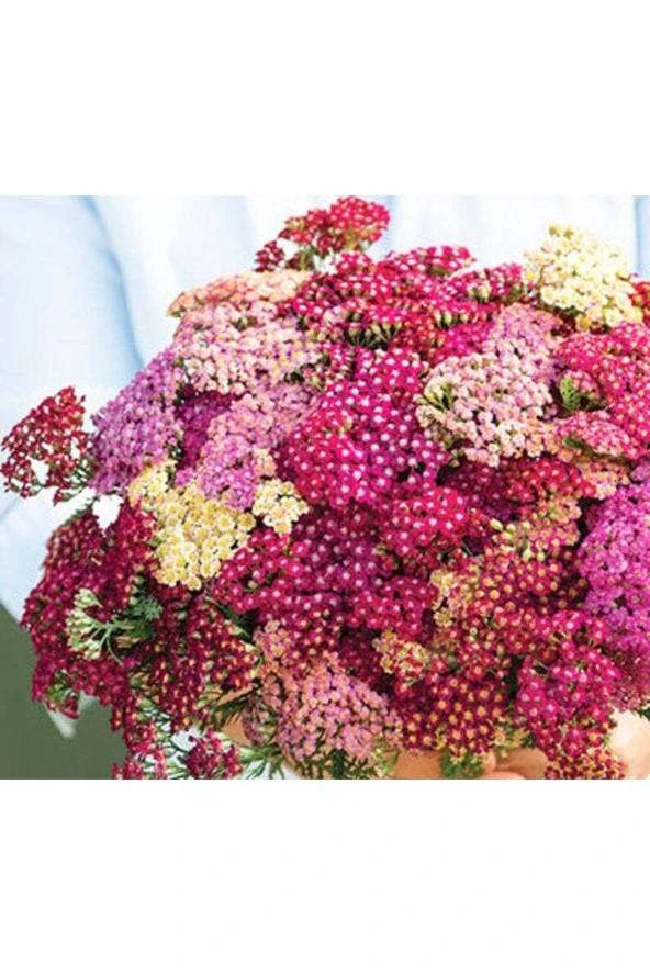 20 Adet Red Shades Yarrow Tohumu