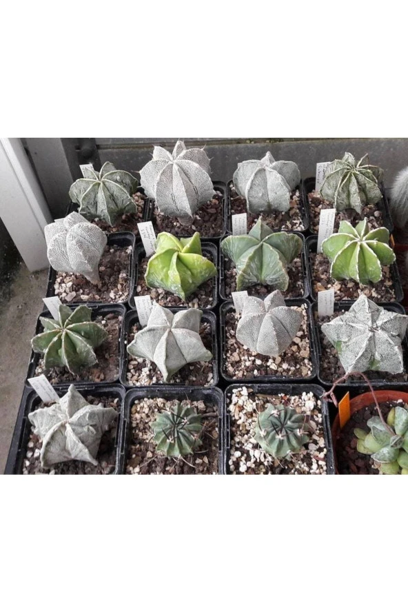 10 Adet Mix Astrophytum Kaktüs Tohumu