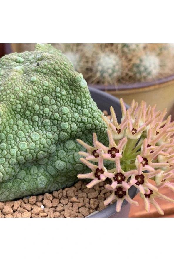 10 Adet Pseudolithos Cubiformis Succulent Tohumu