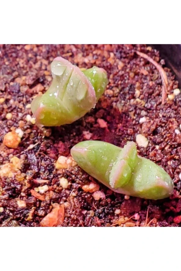 Ayc Botanik 10 Adet Bijlia Cana Succulent Tohumu - 3