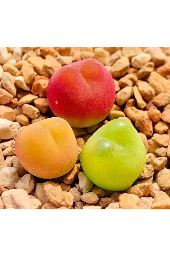 10 Adet Mıx Conophytum Maughanii Succulent Tohumu