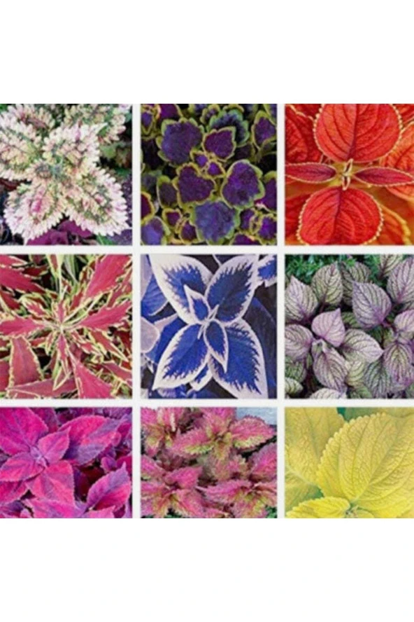 20 Adet Rainbow Coleus Mix Colors Tohumu