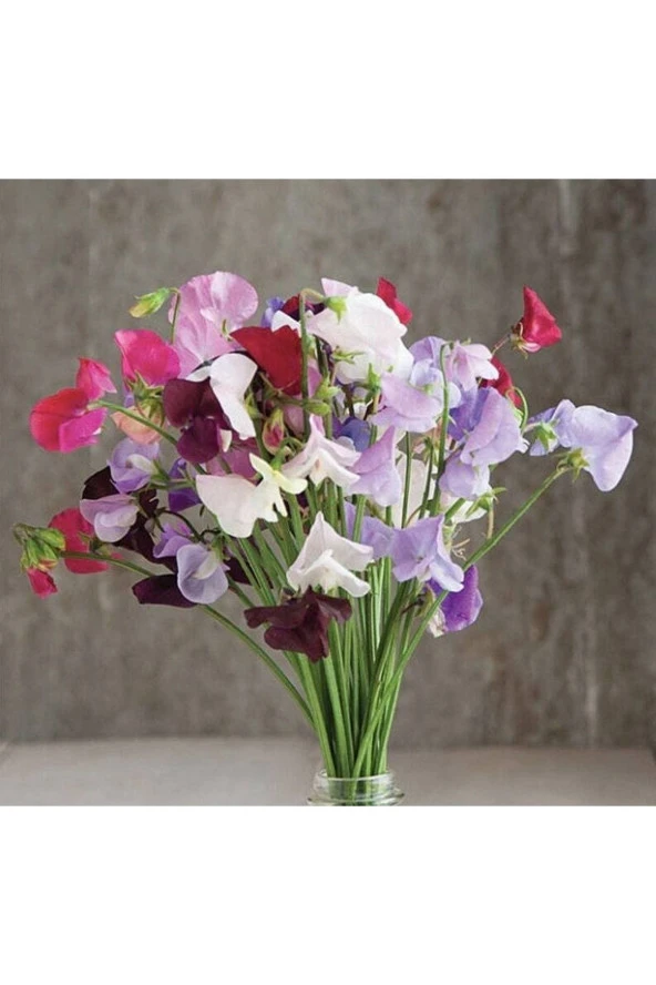 10 Adet Royal Family Mix Sweet Pea Tohumu