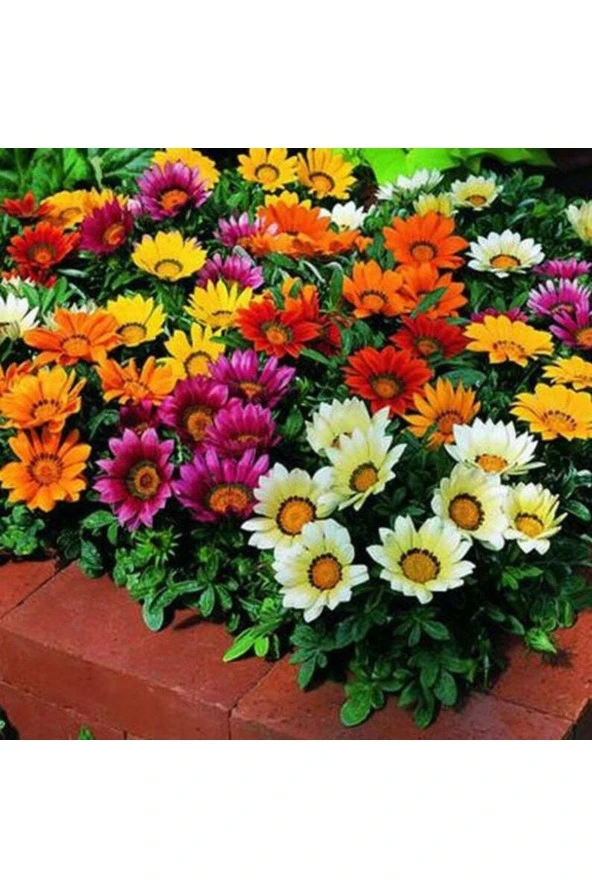 10 Adet Gazania Mix Flower Tohumu