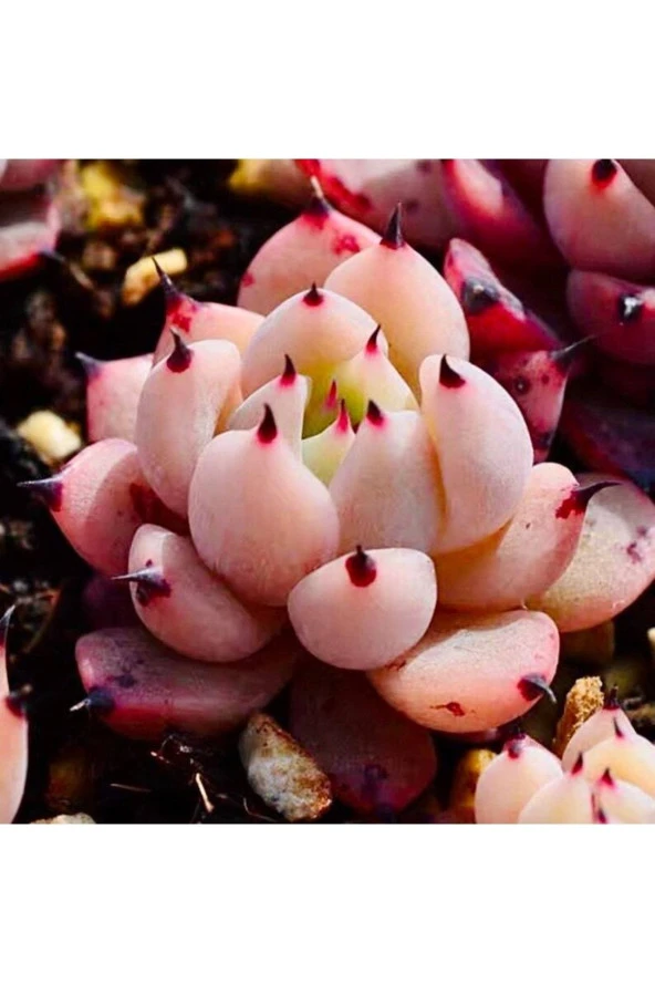 10 Adet Echeveria Blood Romeo Succulent Tohumu