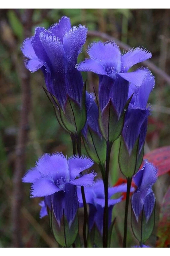 10 Adet Rare Fringed Gentianopsis Crinita Tohumu