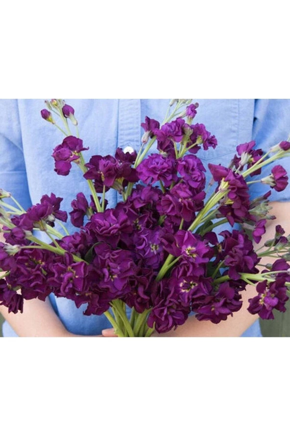 20 Adet Katz Purple Stock Tohumu