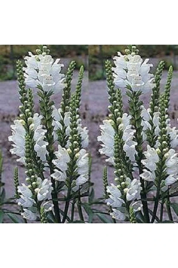 Ayc Botanik 20 Adet Whıte Showy Obedıent Plant Tohumu