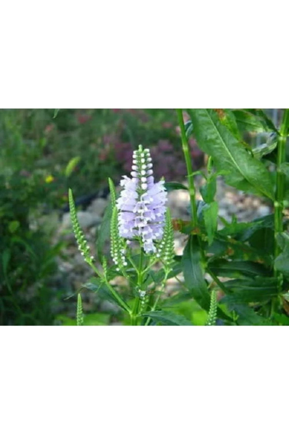 Ayc Botanik 20 Adet Whıte Showy Obedıent Plant Tohumu - 2