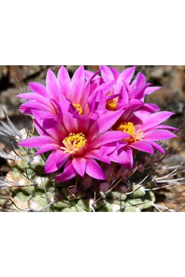 10 Adet Strombocactus Pulcherrimus Kaktüs Tohumu