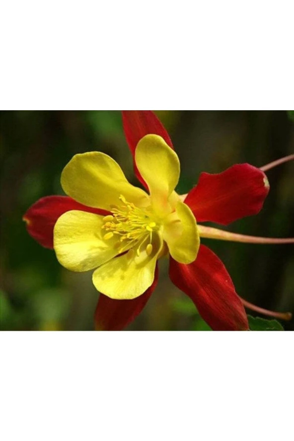 10 Adet Columbine Aquilegia Vulgaris Tohumu