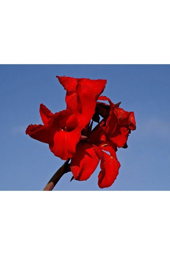 5 Adet Red Canna Lily Tohumu