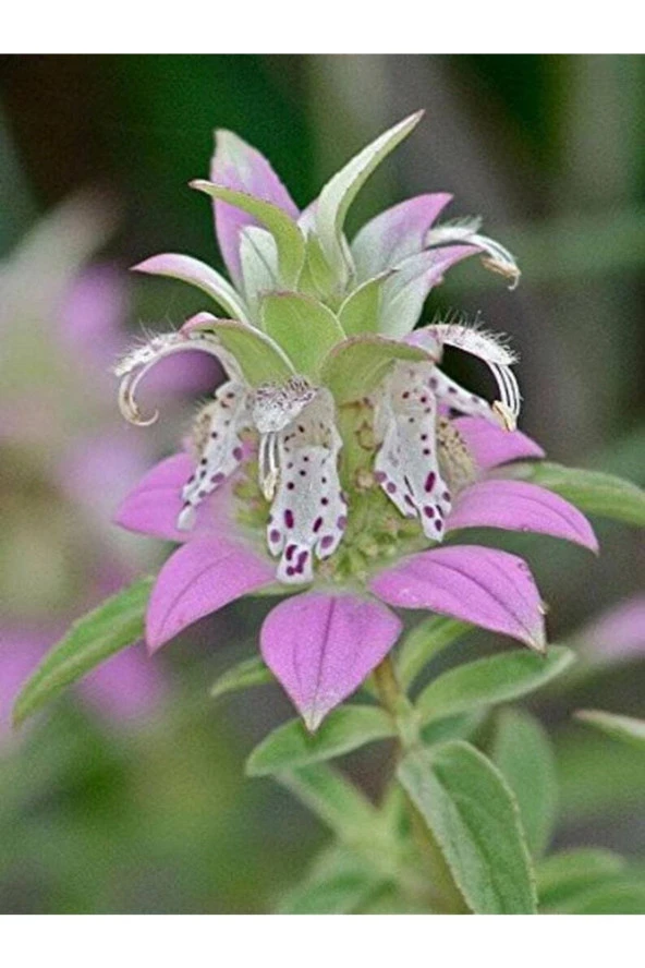 10 Adet Spotted Bee Balm Tohumu