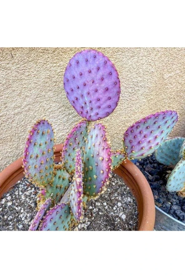 10 Adet Purple Opuntia Violacea V. Santa Rita Kaktüs Tohumu