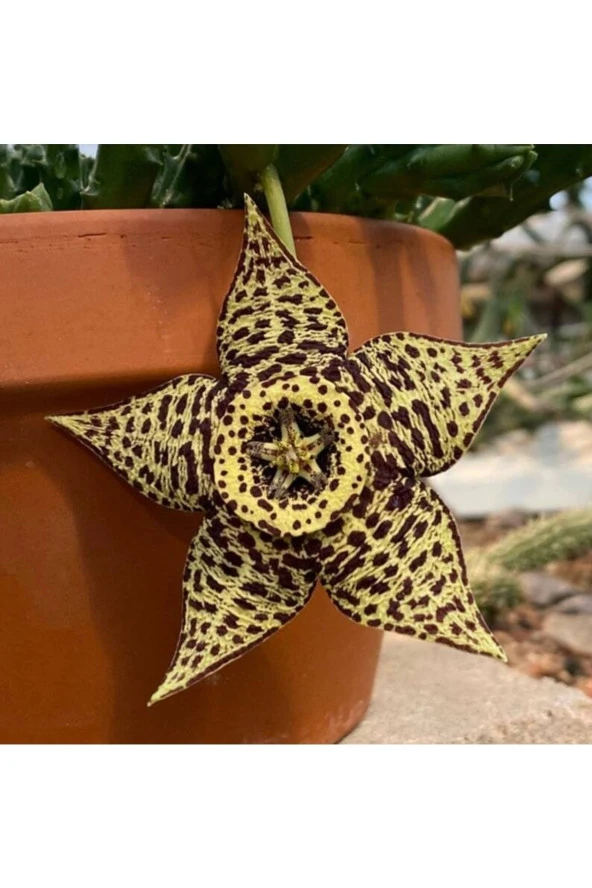 10 Adet Orbea Variegata Succulent Tohumu