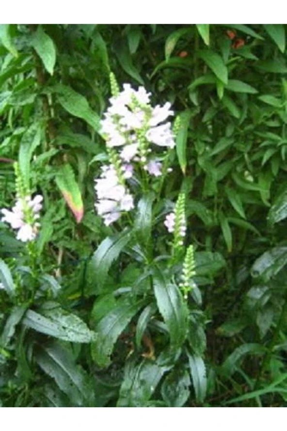 Ayc Botanik 20 Adet Whıte Showy Obedıent Plant Tohumu - 4