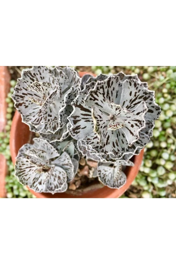 10 Adet Rare Kalanchoe Rhombopilosa Succulent Tohumu