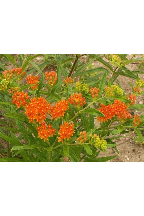 10 Adet Butterfly Weed Tohumu