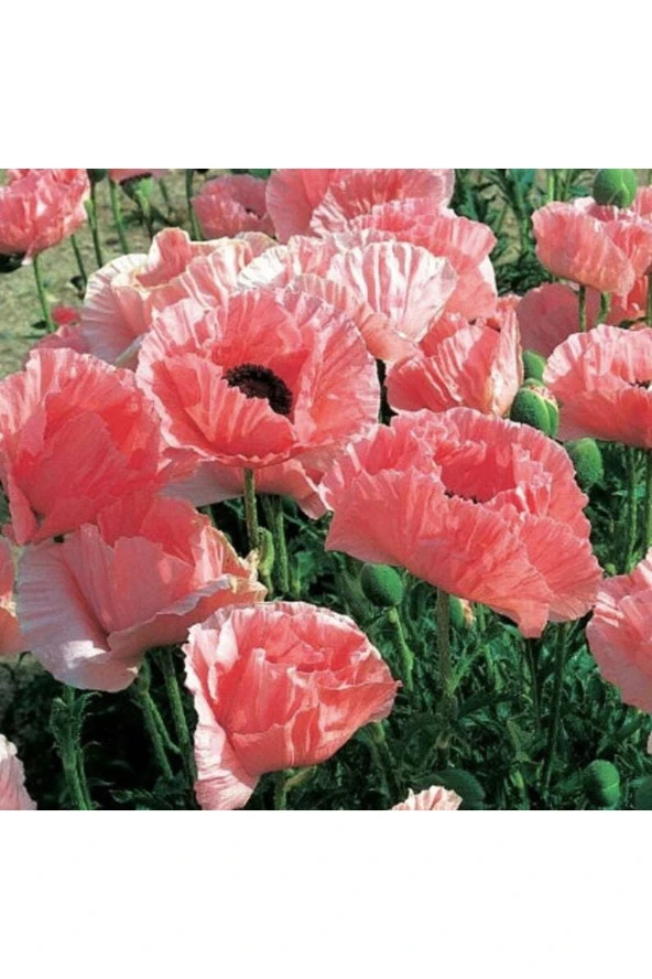 10 Adet Pizzicato Poppy Tohumu