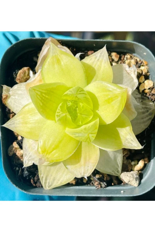 10 Adet Haworthia Xantha Gold Aka Succulent Tohumu