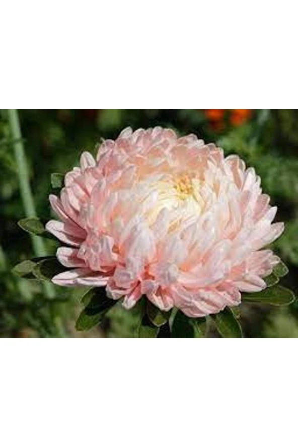 10 Adet Aster Yanina Tohumu