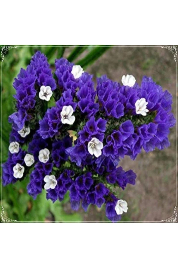 10 Adet Limonium Sinuatum Deep Blue Sea Tohumu