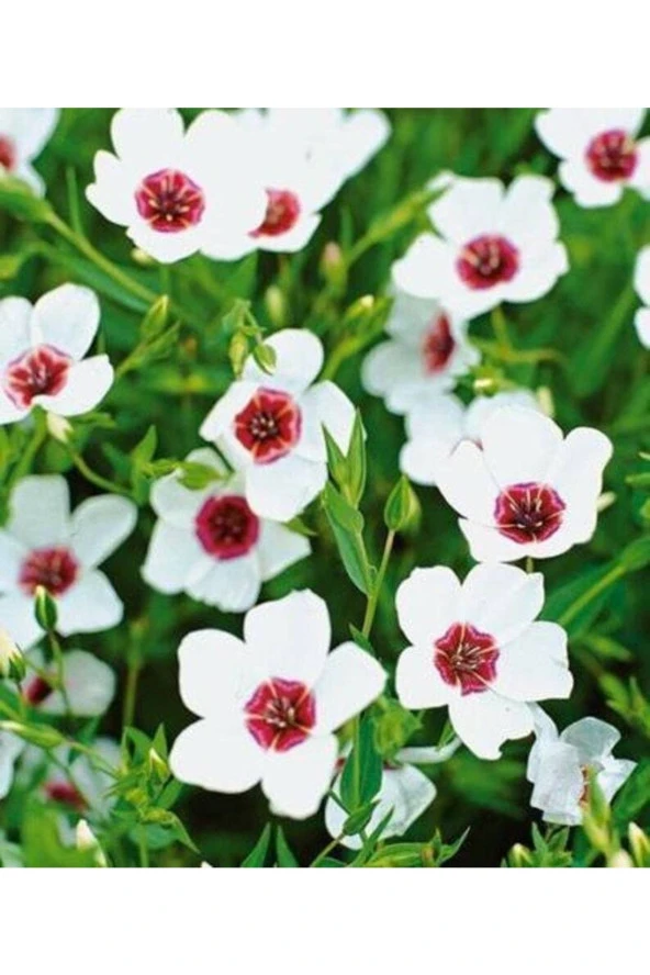 Ayc Botanik 10 Adet Natural Linen Clear Eyes Tohumu