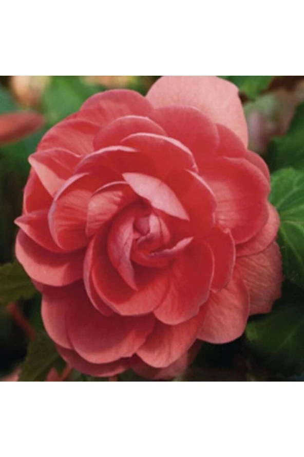 Ayc Botanik 10 Adet Salmon Begonia Garden Tohumu