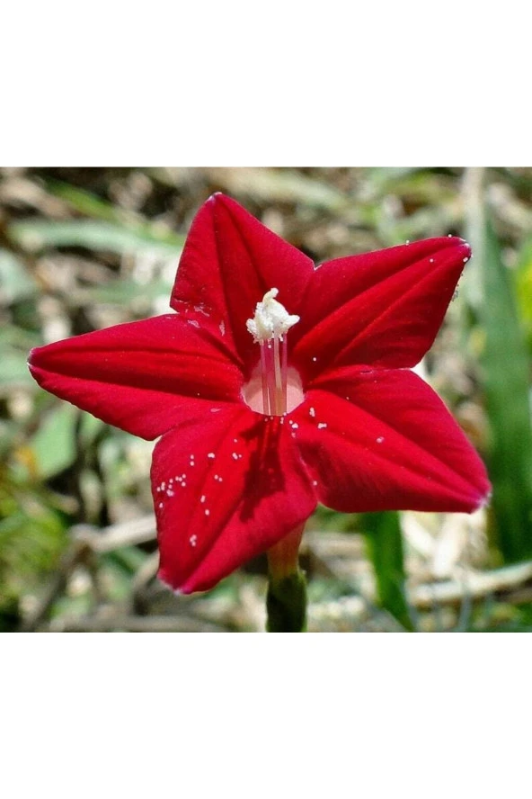 5 Adet Quamoclit Red Flower Climbing Tohumu