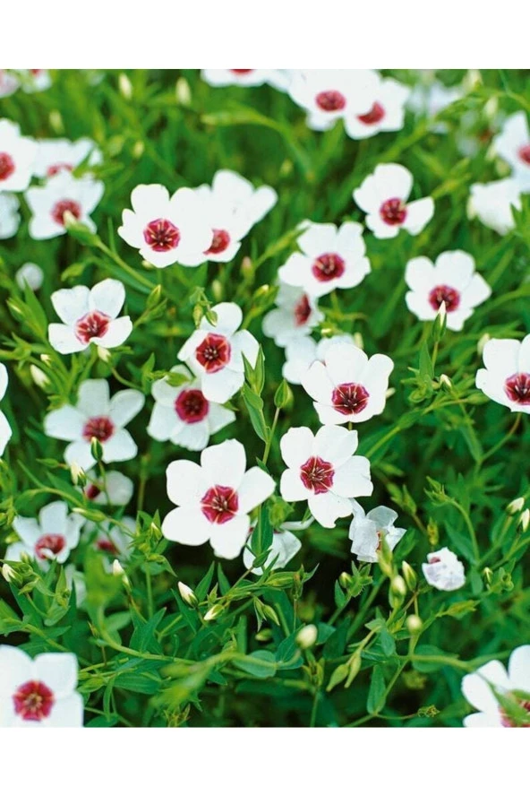 Ayc Botanik 10 Adet Natural Linen Clear Eyes Tohumu - 2