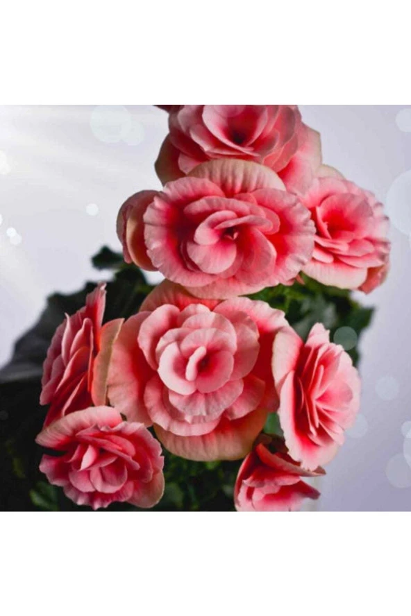 Ayc Botanik 10 Adet Salmon Begonia Garden Tohumu - 2