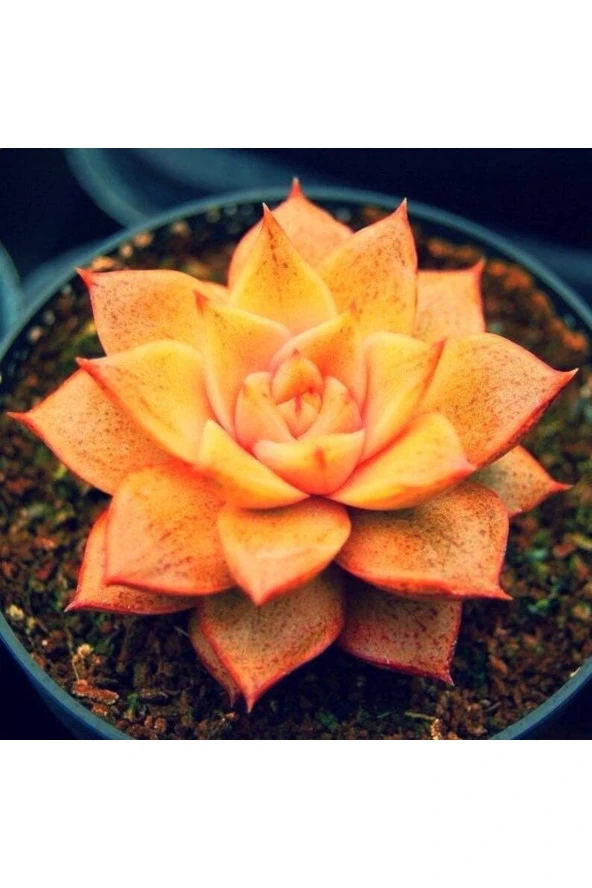 10 Adet Orange Echeveria Succulent Tohumu