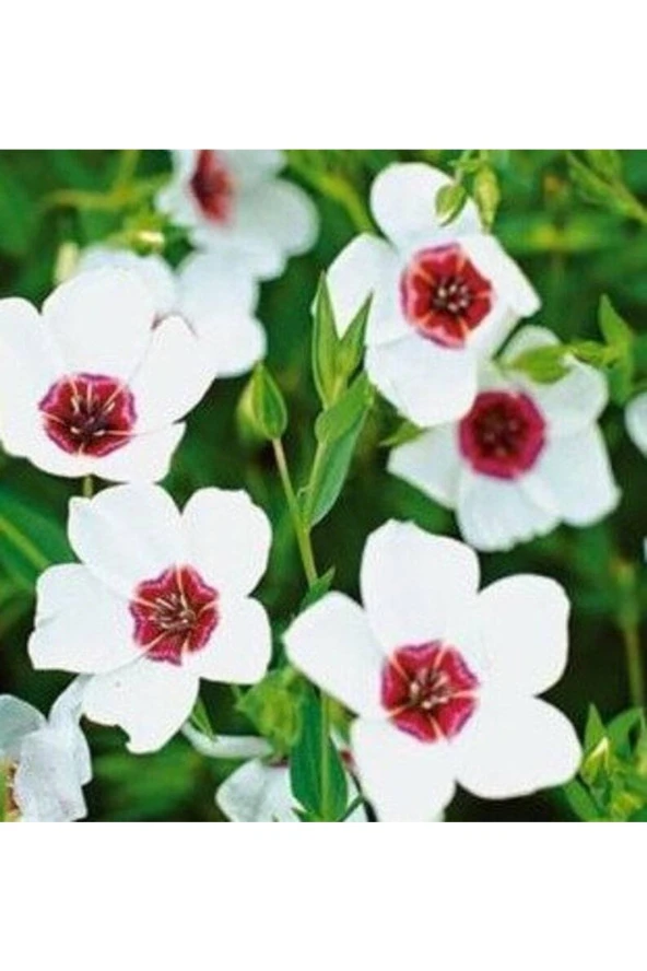 Ayc Botanik 10 Adet Natural Linen Clear Eyes Tohumu - 4