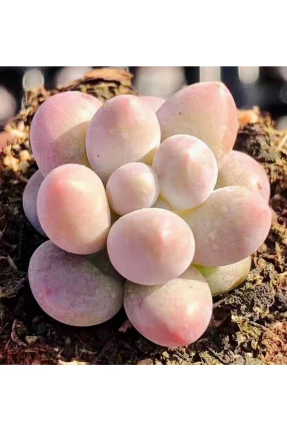 10 Adet New Pachyphytum ‘tangyuan’ Tohumu