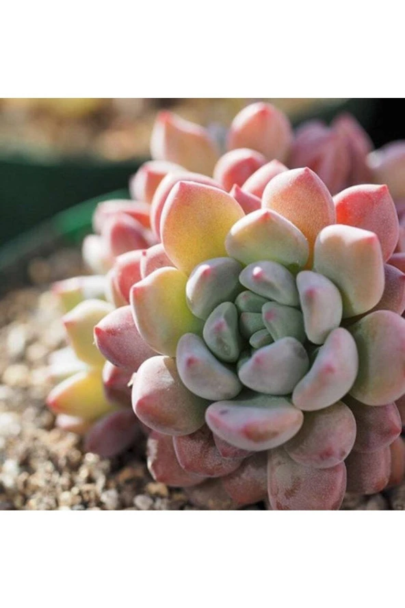 10 Adet Echeveria Amoena Perote Succulent Tohumu