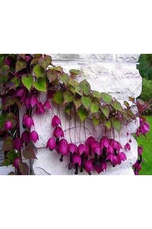 10 Adet Purple Bell Vine Tohumu