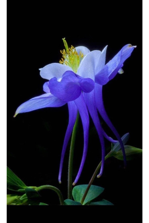 5 Adet Colorado Blue Columbine Tohumu