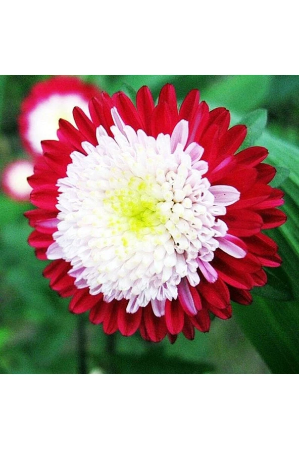 10 Adet Aster Pompon Winter Cherry Red Tohumu