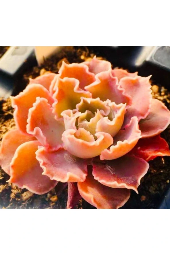 10 Adet Echeveria Shaviana Rare Succulent Tohumu