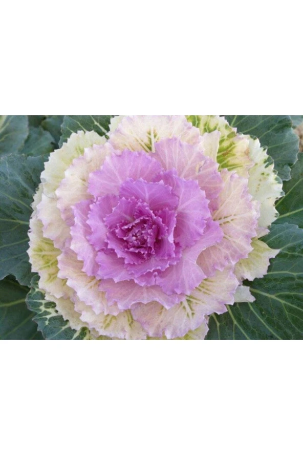 10 Adet Mix Decorative Cabbage Tohumu