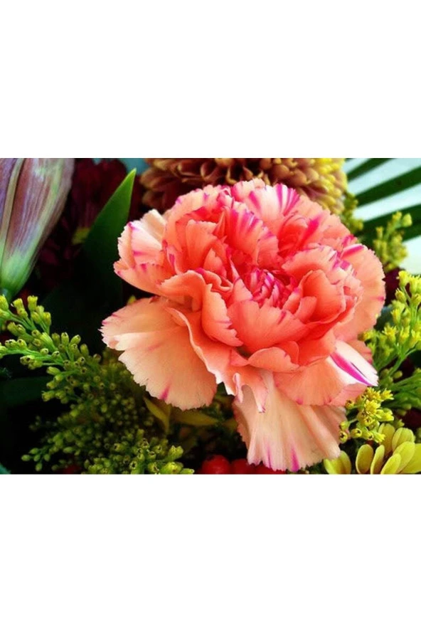 Ayc Botanik 5 Adet Pınk Rose Carnatıon Tohumu