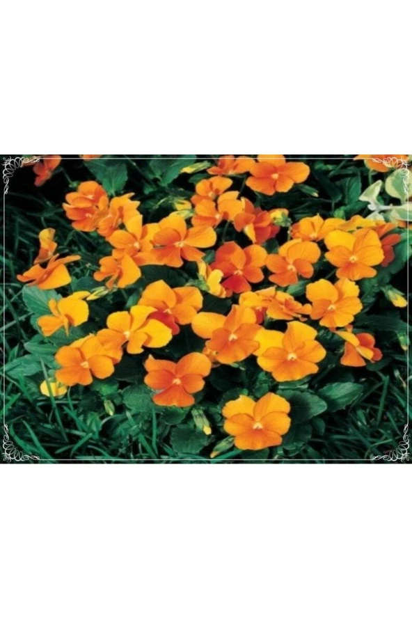 Ayc Botanik 20 Adet Viola Cornuta Chantreyland Tohumu