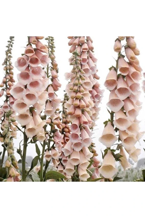 Ayc Botanik 10 Adet Cottage Foxgloves Apricot Peach Digitalis Tohumu