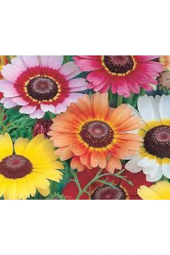 10 Adet Painted Daisy Tohumu