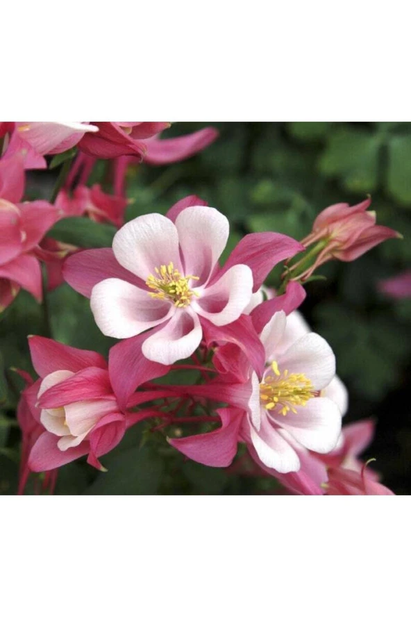 5 Adet Rose Star Columbine Tohumu