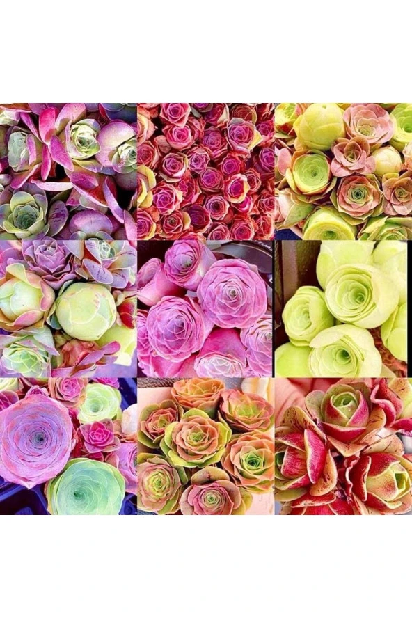 10 Adet Rare Mountain Rose Mıx Succulent Tohumu