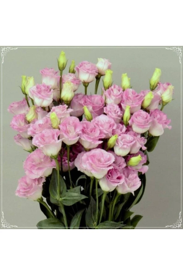 5 Adet Papillon Pink Blush Lisianthus Tohumu