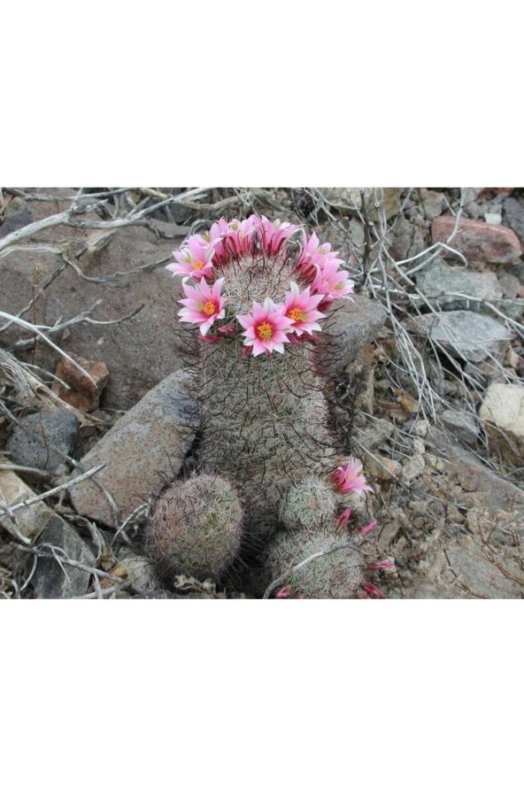 10 Adet Mammillaria Species Mix Kaktüs Tohumu