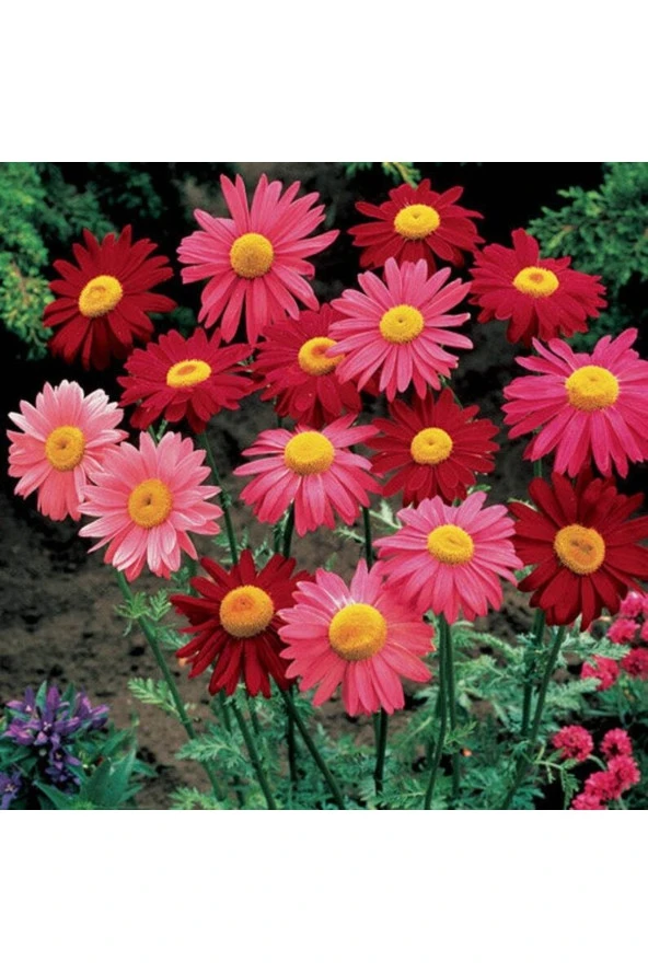 Ayc Botanik 20 Adet Mixed Colors Robınsons Paınted Daısy Tohumu - 2