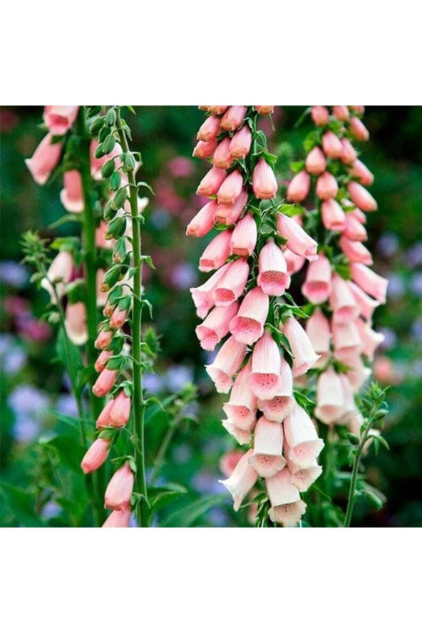 Ayc Botanik 10 Adet Cottage Foxgloves Apricot Peach Digitalis Tohumu - 3